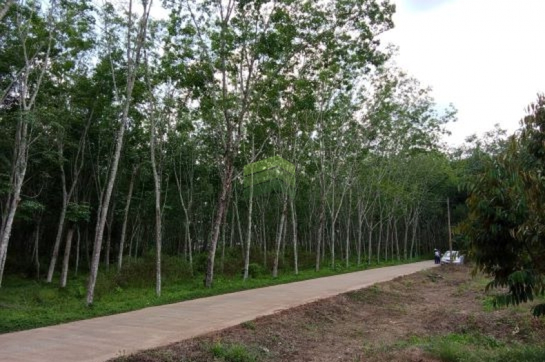 ขายด่วน ที่ดิน สวนยางพารา ทุ่งตำเสา หาดใหญ่ สงขลา เนื้อที่ 8-2-35 ไร่ แปลงใหญ่ พร้อมทำประโยชน์ ที่ดินจัดสรร เก็งกำไร