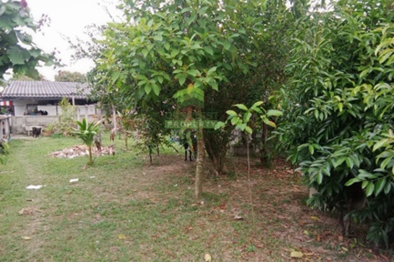 ที่ดินบางนาค นราธิวาส 