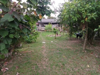 ที่ดินบางนาค นราธิวาส 