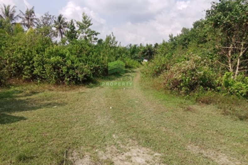 ที่ดินสวนปาล์ม บ้านปากพูน นครศรีธรรมราช