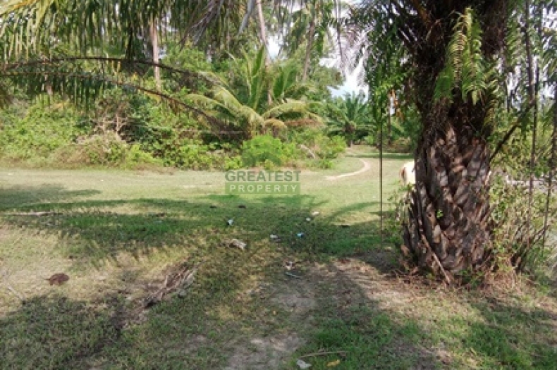 ที่ดินสวนปาล์ม บ้านปากพูน นครศรีธรรมราช