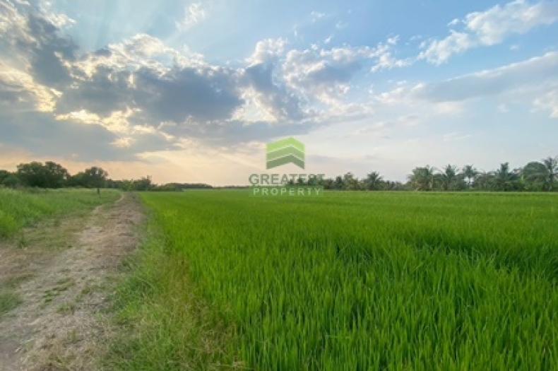 ที่ดินหนองเสือ คลอง14 ปทุมธานี